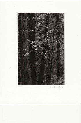 TREE SONG.